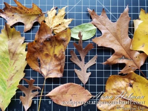 Leaf stamping is an amazing way to make beautiful fall cards using real leaves, ink, and an embossing machine!